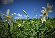 LINZONE (1392 m) da Roncola, protagonisti narcisi e capre orobiche (17magg21)